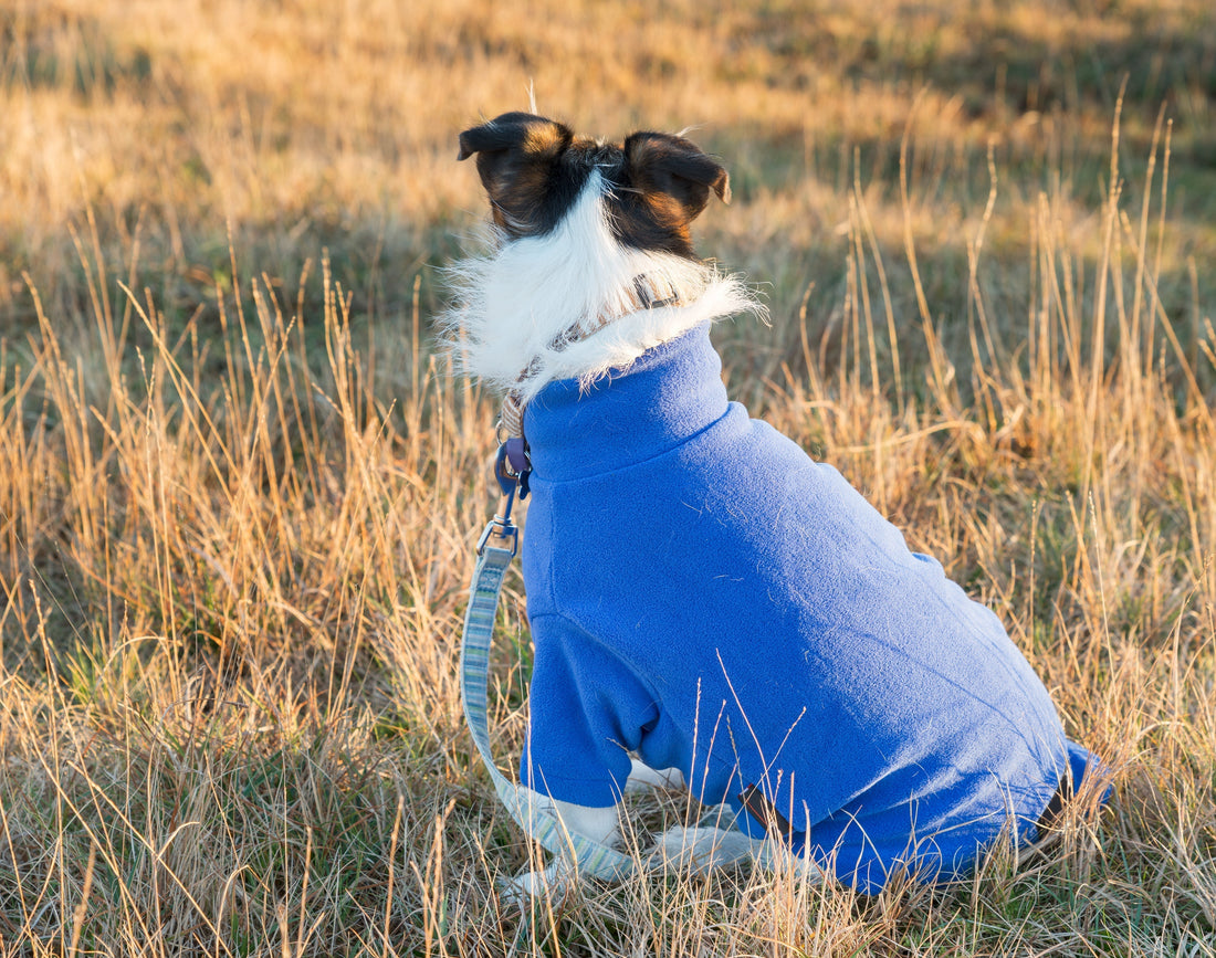 Hogyan szoktasd hozzá a kutyádat a ruhához?