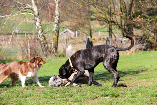 Kutyák testbeszéde